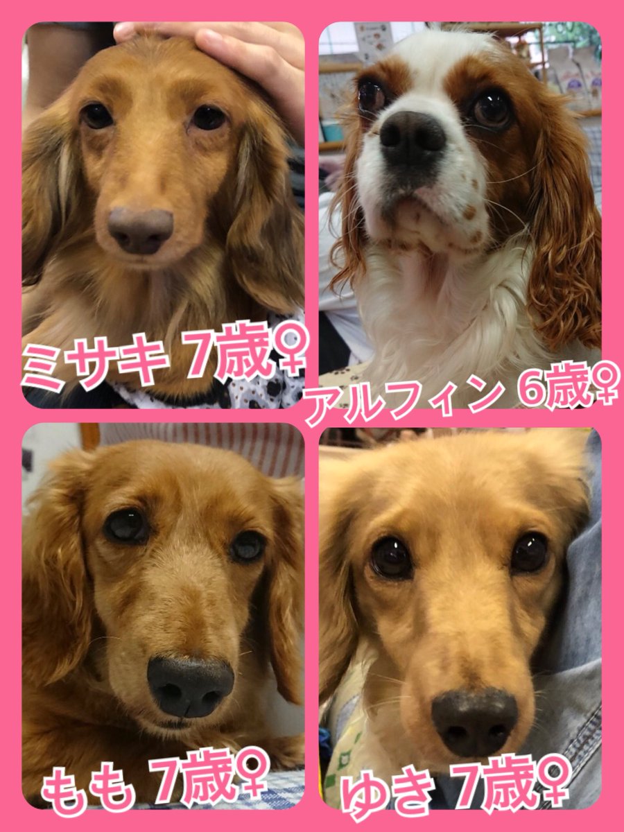 🐾今日の里親様募集中ワンコ🐶メンバーです🐾2019,7,2